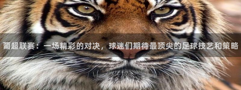 小九直播免费观看：葡超联赛：一场精彩的对决，球迷们期待最顶尖的足球技艺和策略